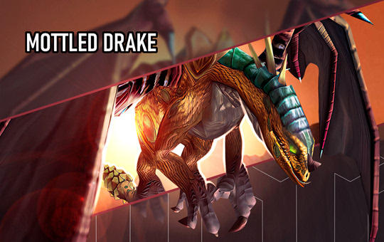 Mottled Drake