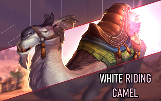 White Riding Camel